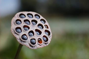 Image showing Lotus seeds