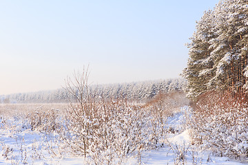 Image showing Frosted trees against a blue sky