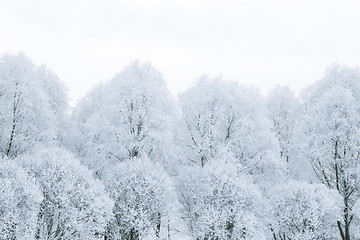 Image showing Tree branches in the snow