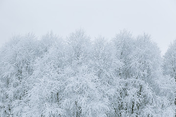 Image showing Tree branches in the snow