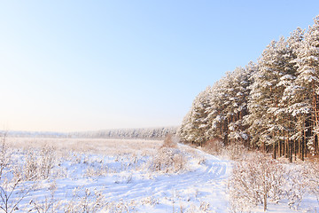 Image showing Frosted trees against a blue sky