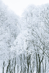 Image showing Tree branches in the snow