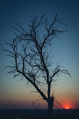 Image showing Tree silhouette  at sunset 