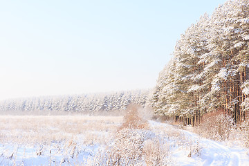 Image showing Frosted trees against a blue sky