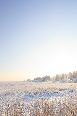 Image showing Frosted trees against a blue sky