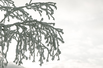 Image showing Tree branches in the snow