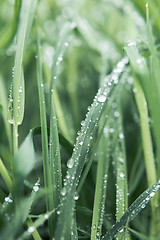 Image showing Drops of dew on the grass