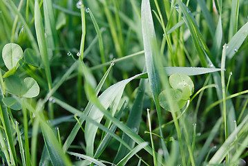 Image showing Drops of dew on the grass