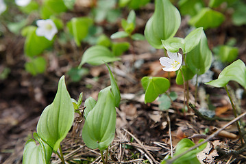 Image showing White flowers 