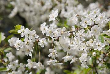 Image showing White flowers 