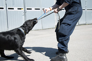 Image showing K9 Training