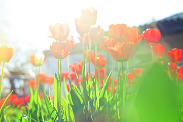 Image showing Field of red colored tulips 