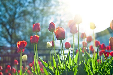 Image showing Field of red colored tulips 