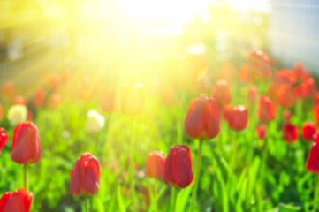 Image showing Blurred background of red colored tulips