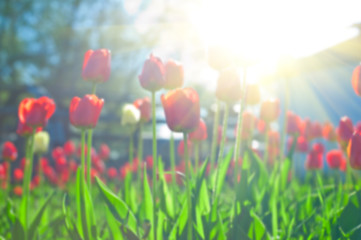 Image showing Field of red colored tulips 