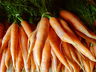 Image showing Fresh carrots from the summer garden