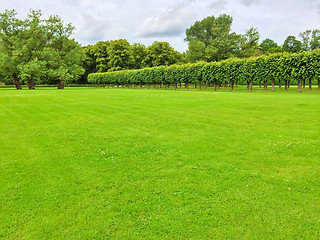 Image showing Summer park with a row of linden trees