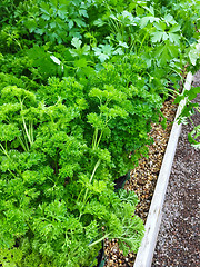 Image showing Curly and Italian parsley growing in pots