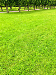 Image showing Green lawn and alley with linden trees