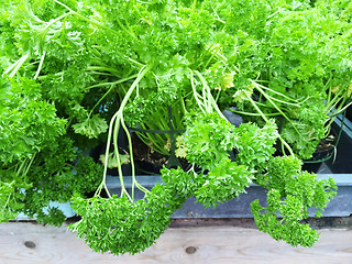 Image showing Curly parsley growing in pots