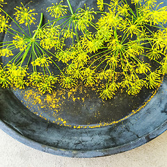 Image showing Metal dish with fresh dill flowers