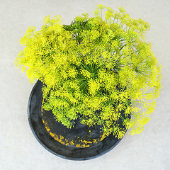 Image showing Bouquet of fresh dill flowers