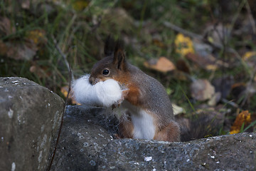 Image showing collecting nest material