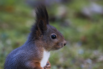 Image showing squirrel