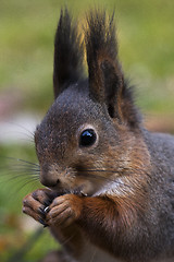 Image showing squirrels face