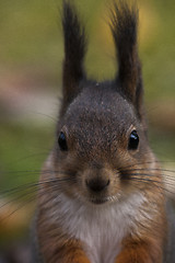 Image showing squirrel