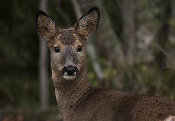 Image showing doe