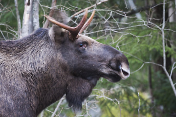 Image showing moose bull