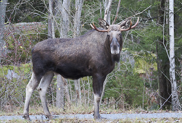 Image showing moose bull