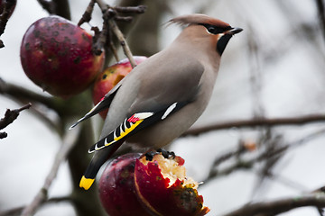 Image showing bohemian waxwing