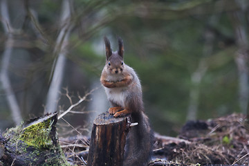 Image showing red squirrel