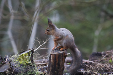 Image showing red squirrel on stump