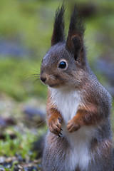 Image showing red squirrel