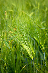 Image showing young wheat on farm land 