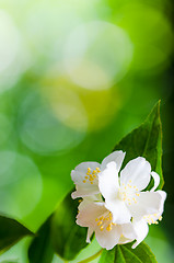 Image showing Beautiful flowers of a jasmin, close up. 