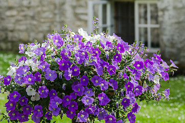 Image showing Beautiful white and purple petunia flowers close up