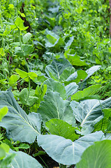 Image showing A variety of plants and vegetables grown in the garden, close up