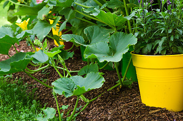 Image showing A variety of plants and vegetables grown in the garden, close up