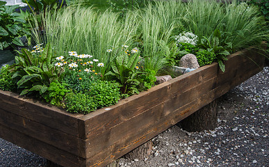 Image showing A variety of plants and vegetables grown in a wooden box, close 