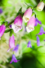 Image showing Beautiful flowers purple Foxglove