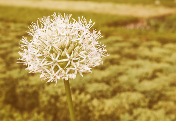 Image showing Retro looking Ivory Queen flower