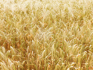 Image showing Retro looking Barleycorn field