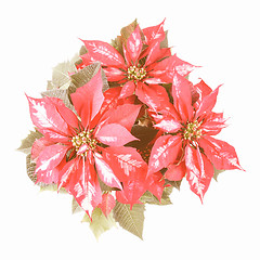 Image showing Retro looking Poinsettia Christmas Star