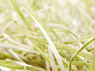 Image showing Retro looking Grass meadow weed