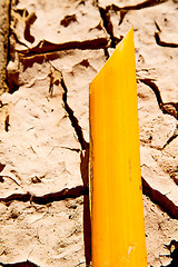 Image showing cracked sand in morocco africa desert   bark