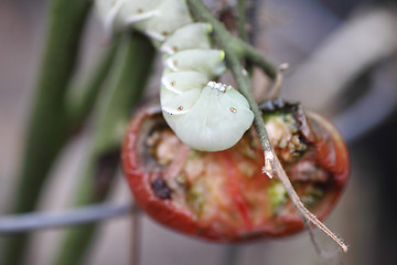 Image showing Tomato worm next to plant damage